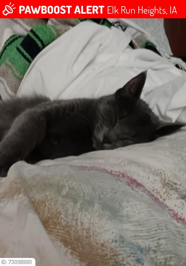 Lost Female Cat last seen James St on the east. McCoy Road on the west., Elk Run Heights, IA 50707
