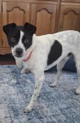 Lost Male Dog last seen Bouldercrest and Winfield, Atlanta, GA 30316