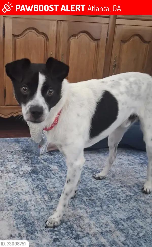 Lost Male Dog last seen Bouldercrest and Winfield, Atlanta, GA 30316