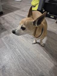 Reunited Male Dog last seen Mulrennan and 60, Valrico, FL 33594