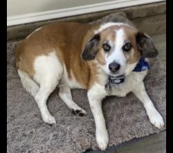 Reunited Male Dog last seen Germantown Rd / Crestridge Rd, Memphis, TN 38119