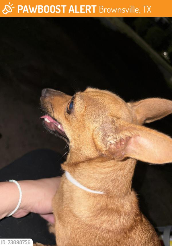 Found/Stray Female Dog last seen Riverside blvd, Brownsville, TX 78520