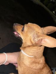 Found/Stray Female Dog last seen Riverside blvd, Brownsville, TX 78520