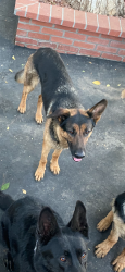 Lost Female Dog last seen Escondido Canyon & Rogers, Acton, CA 93510