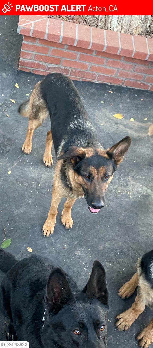 Lost Female Dog last seen Escondido Canyon & Rogers, Acton, CA 93510