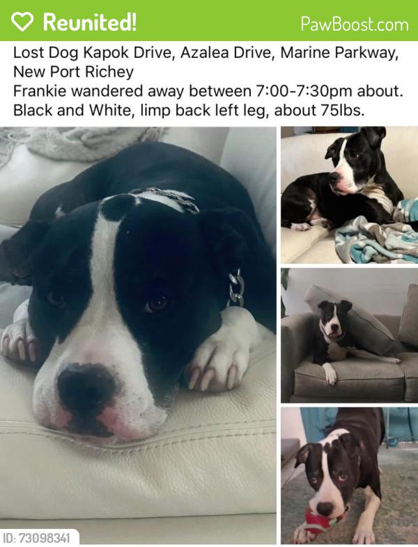 Reunited Male Dog last seen Kapok Drive and Azalea Drive, New Port Richey, FL 34652