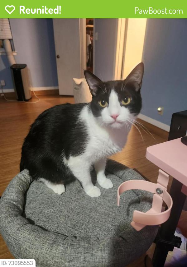 Reunited Male Cat last seen Twin lakes subdivision, Mobile, AL 36695