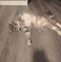 Reunited Female Cat last seen Denison Place and Manitou Way, off of fourth line to the east, Milton, ON L0P