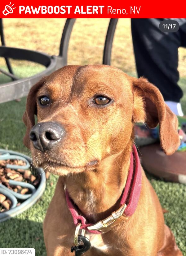 Lost Male Dog last seen Pyramid lake, Nixon, NV 89424