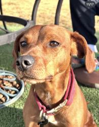 Lost Male Dog last seen Pyramid lake, Nixon, NV 89424