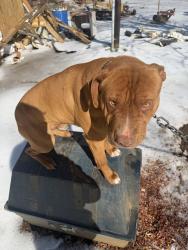 Lost Male Dog last seen Burns rd and Hwy 74 business close to Mickey William's garage, Ellenboro, NC 28040