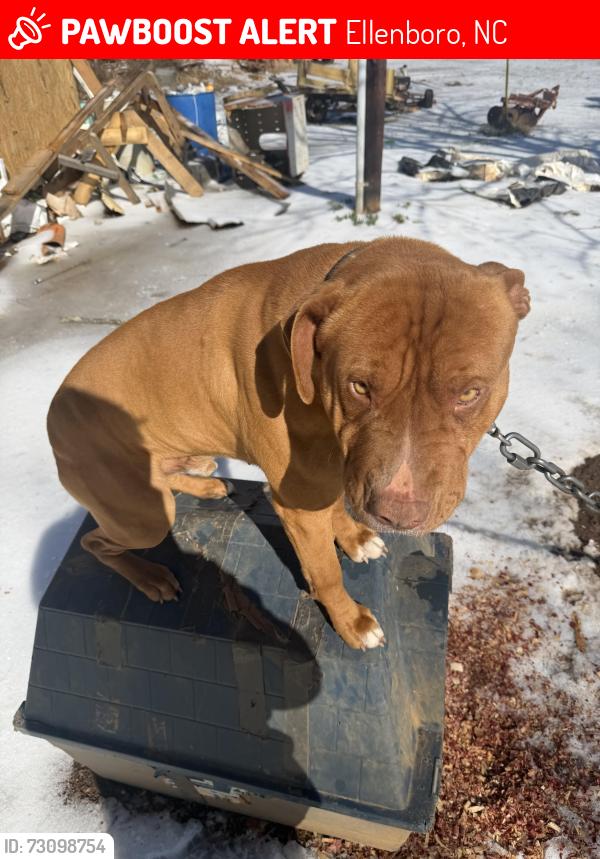 Lost Male Dog last seen Burns rd and Hwy 74 business close to Mickey William's garage, Ellenboro, NC 28040