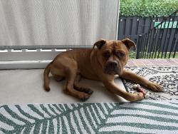 Found/Stray Male Dog last seen Near a pond off of Little Neck Rd, Bloomingdale, GA 31302