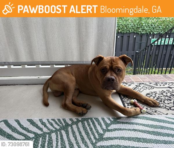 Found/Stray Male Dog last seen Near a pond off of Little Neck Rd, Bloomingdale, GA 31302