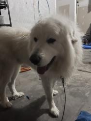 Lost Male Dog last seen Ribbon rail street, Fuquay-Varina, NC 27526