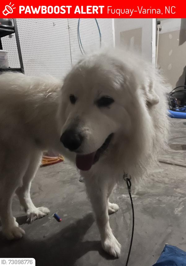 Lost Male Dog last seen Ribbon rail street, Fuquay-Varina, NC 27526