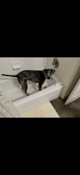Reunited Male Dog last seen Spyglass. Crystal Falls Subdivision, Leander, TX 78641