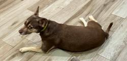 Lost Female Dog last seen Hidden Oak Ln and Rio Vista Dr, Seguin, TX 78155