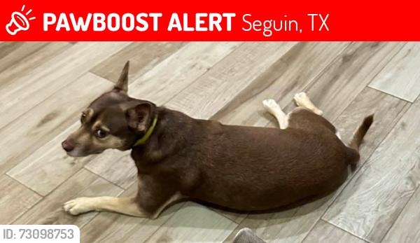 Lost Female Dog last seen Hidden Oak Ln and Rio Vista Dr, Seguin, TX 78155