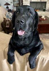 Lost Male Dog last seen Roemer Ln, Wilson County, TX 78114