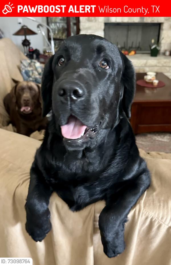 Lost Male Dog last seen Roemer Ln, Wilson County, TX 78114