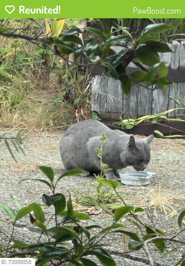 Reunited Unknown Cat last seen Near Lexington Ave, San Mateo, CA 94402, USA, San Mateo, CA 94402
