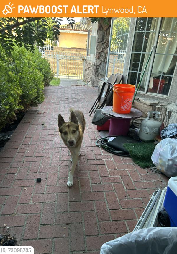 Found/Stray Male Dog last seen Agnes and bradfield lynwood, Lynwood, CA 90262