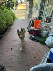 Found/Stray Male Dog last seen Agnes and bradfield lynwood, Lynwood, CA 90262