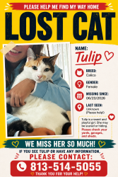 Lost Female Cat last seen Haymarket lane, Odessa, Fl., Keystone, FL 33556