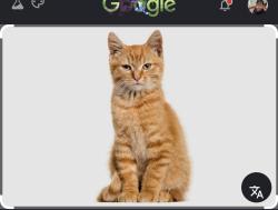 Found/Stray Unknown Cat last seen Diamond Springs Road, Virginia Beach, VA 23455