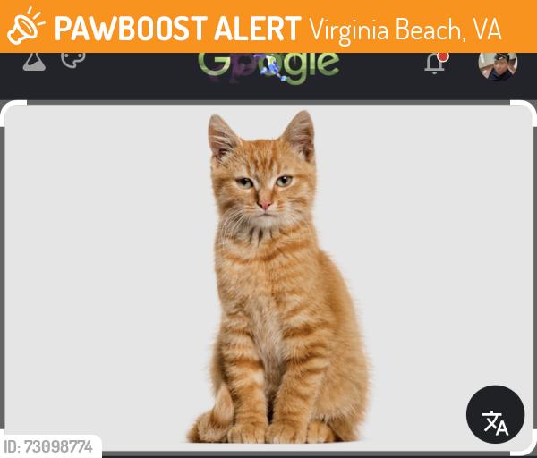 Found/Stray Unknown Cat last seen Diamond Springs Road, Virginia Beach, VA 23455