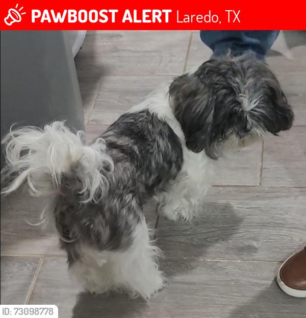 Lost Female Dog last seen Jerez lp isla mujeres, Laredo, TX 78046