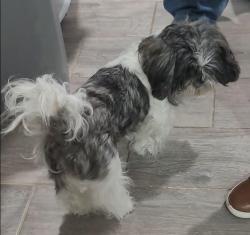 Lost Female Dog last seen Jerez lp isla mujeres, Laredo, TX 78046