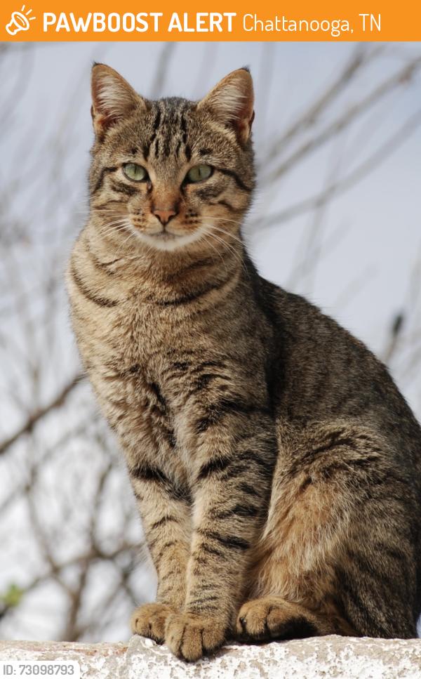 Found/Stray Unknown Cat last seen Near Janeview Dr/Shallowford Rd, Chattanooga, TN 37421