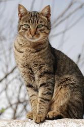 Found/Stray Unknown Cat last seen Near Janeview Dr/Shallowford Rd, Chattanooga, TN 37421