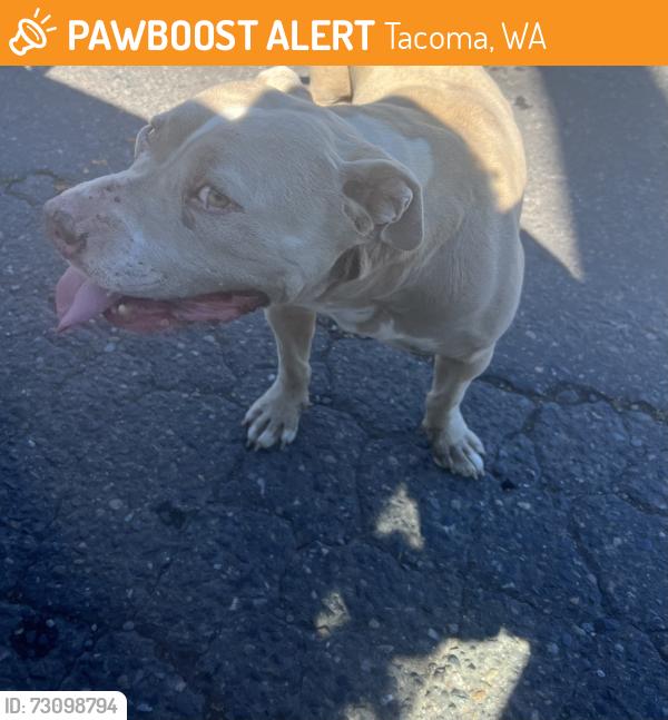 Found/Stray Male Dog last seen 38th street, Tacoma, WA 98418