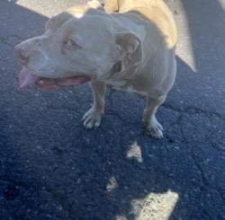 Found/Stray Male Dog last seen 38th street, Tacoma, WA 98418
