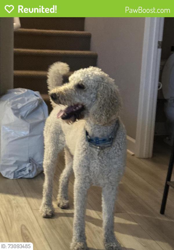 Reunited Male Dog last seen Washoe county DSs office , Reno, NV 89512