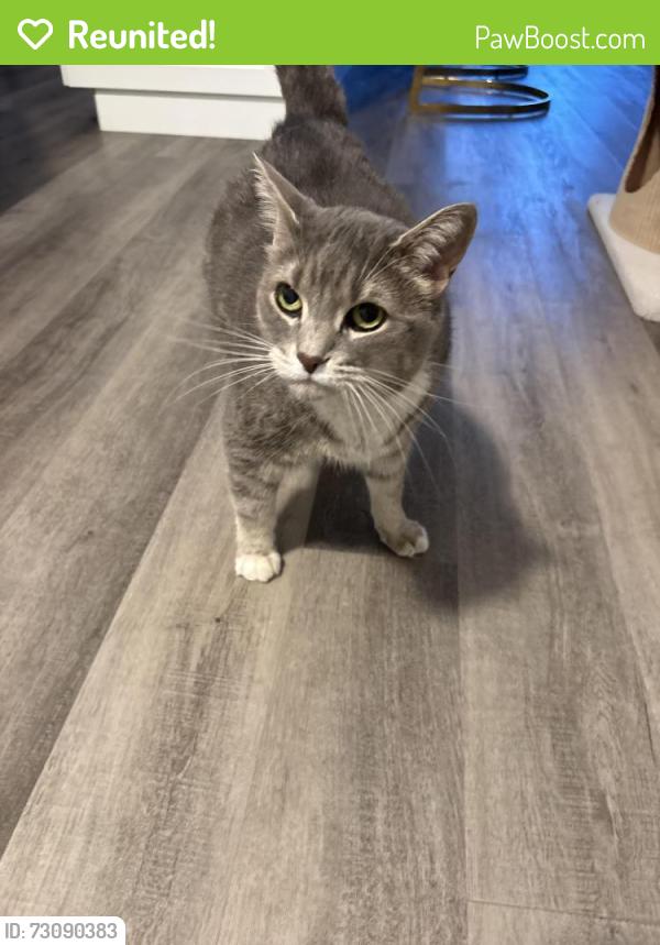 Reunited Female Cat last seen Denison Place and Manitou Way, Milton, ON L9E 1Y2