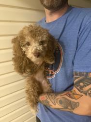 Found/Stray Female Dog last seen Stadium Blvd, Jonesboro, AR 72404