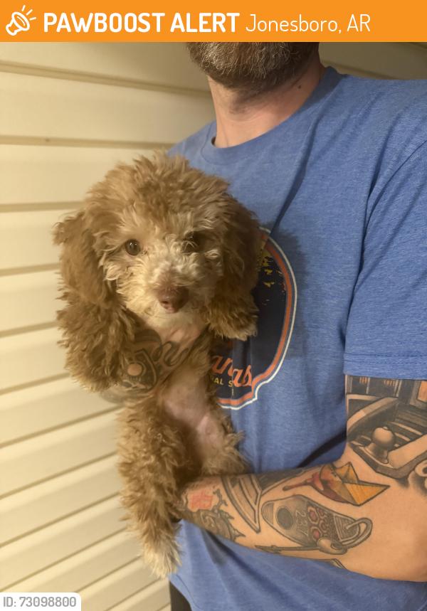Found/Stray Female Dog last seen Stadium Blvd, Jonesboro, AR 72404