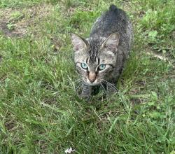 Found/Stray Female Cat last seen Small field behind dollar tree. Also seen with her maybe one month ago black kitten., Southfield, MI 48076