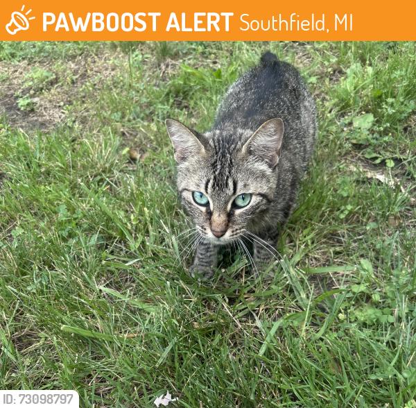 Found/Stray Female Cat last seen Small field behind dollar tree. Also seen with her maybe one month ago black kitten., Southfield, MI 48076