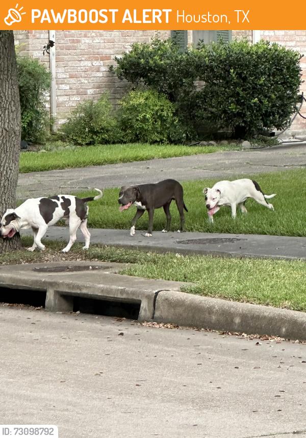 Found/Stray Unknown Dog last seen Woodland Park, April Village, Houston texas, Houston, TX 77077