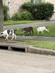 Found/Stray Unknown Dog last seen Woodland Park, April Village, Houston texas, Houston, TX 77077