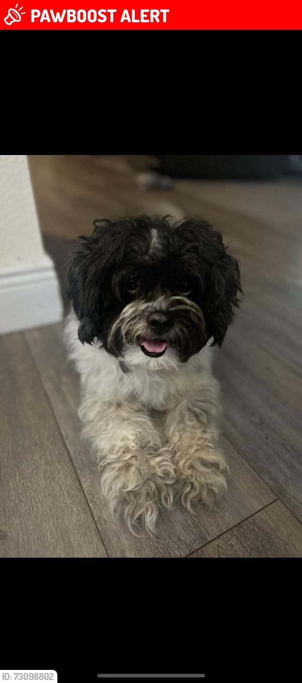 Lost Male Dog last seen Silver creek dr green cove springs 32043, Green Cove Springs, FL 32043