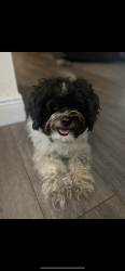 Lost Male Dog last seen Silver creek dr green cove springs 32043, Green Cove Springs, FL 32043