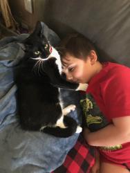 Reunited Female Cat last seen Sycamore and RT 34, Yorkville, IL 60560