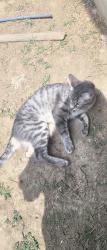 Reunited Female Cat last seen Sun chase subdivision, Austin, TX 78617
