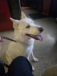 Found/Stray Female Dog last seen W. 69th st./S. Western Ave, Chicago, IL 60643